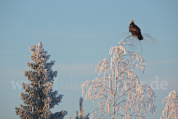 Steinadler (Aquila chrysaetos)