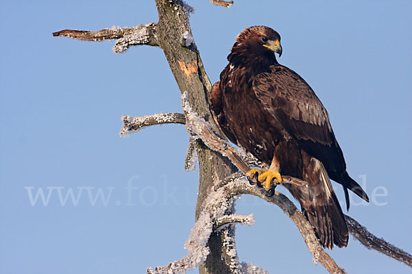 Steinadler (Aquila chrysaetos)