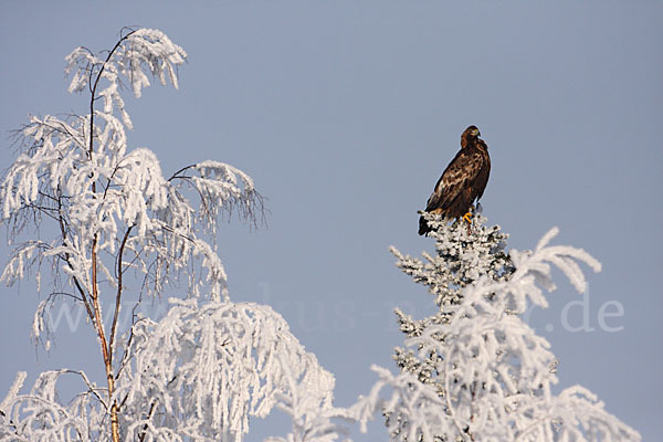 Steinadler (Aquila chrysaetos)