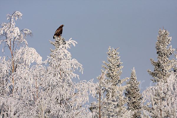 Steinadler (Aquila chrysaetos)