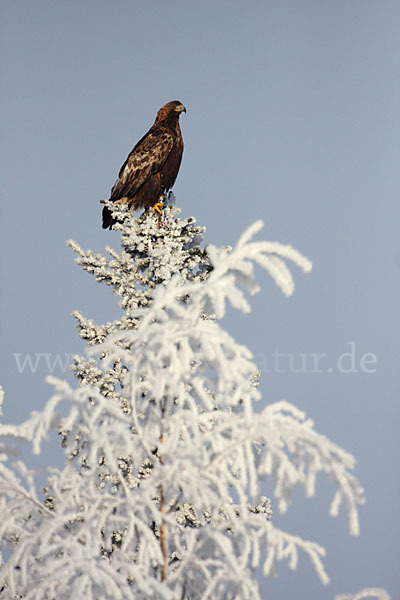 Steinadler (Aquila chrysaetos)