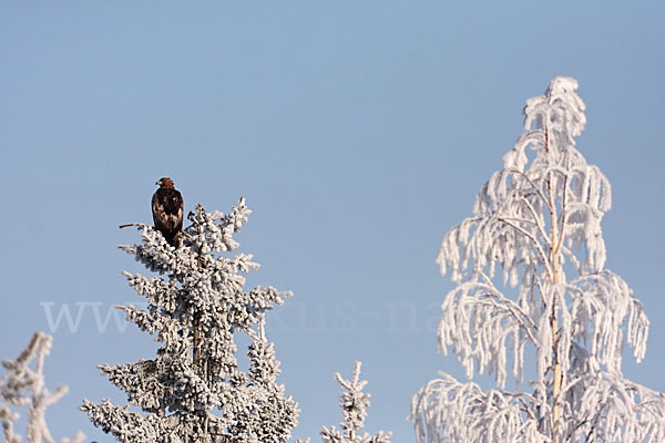 Steinadler (Aquila chrysaetos)