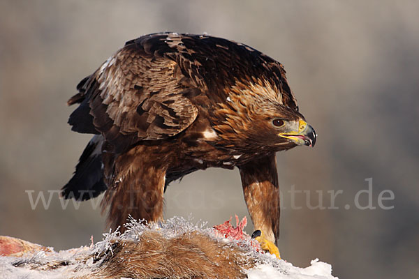 Steinadler (Aquila chrysaetos)