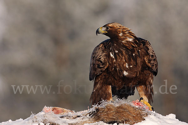 Steinadler (Aquila chrysaetos)