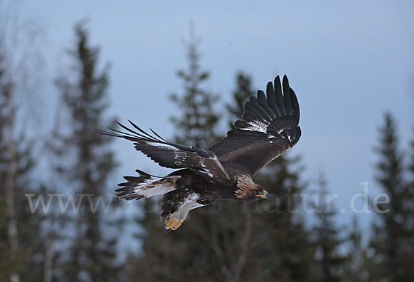 Steinadler (Aquila chrysaetos)