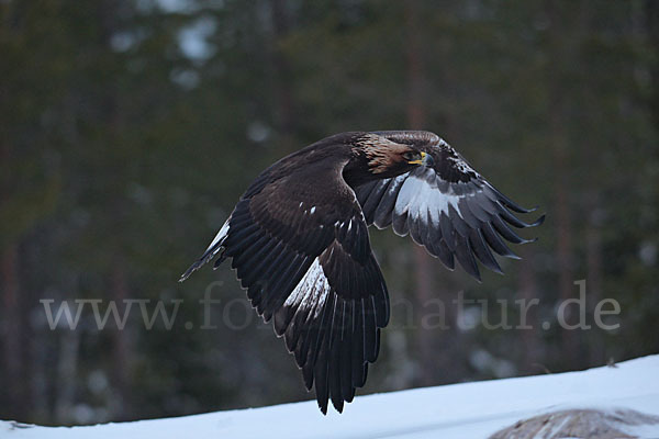 Steinadler (Aquila chrysaetos)