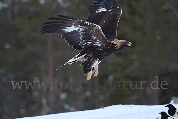 Steinadler (Aquila chrysaetos)