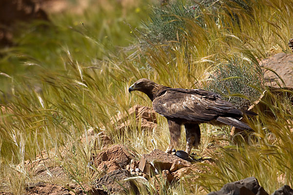 Steinadler (Aquila chrysaetos)