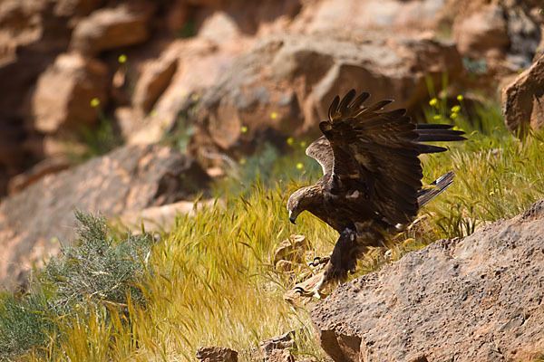 Steinadler (Aquila chrysaetos)