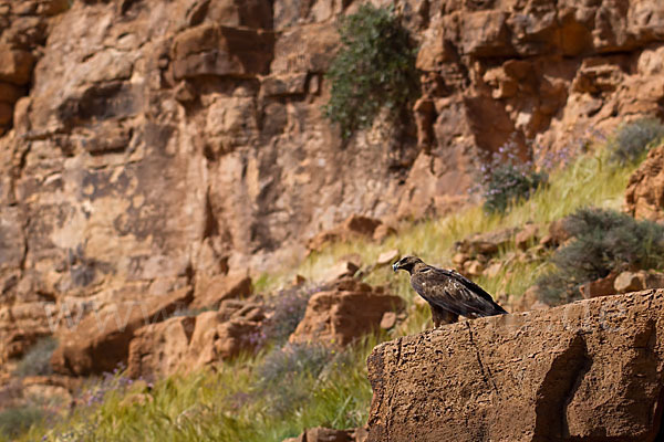 Steinadler (Aquila chrysaetos)