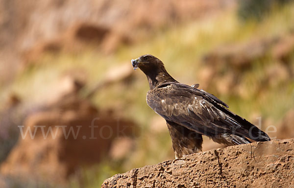 Steinadler (Aquila chrysaetos)