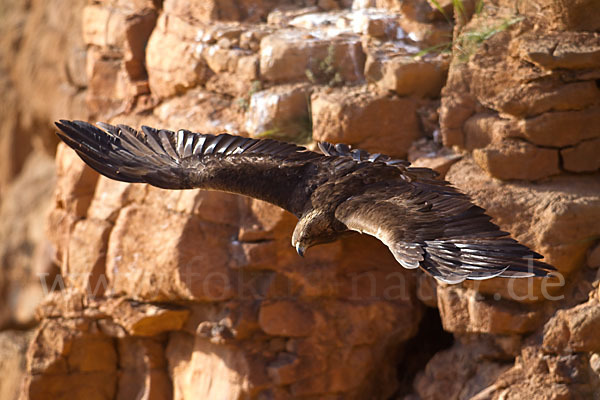 Steinadler (Aquila chrysaetos)