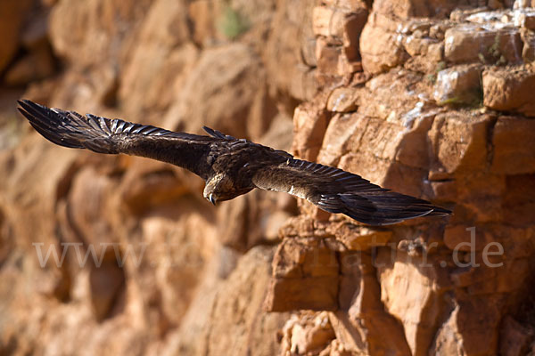 Steinadler (Aquila chrysaetos)