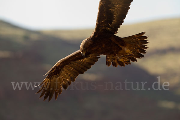 Steinadler (Aquila chrysaetos)