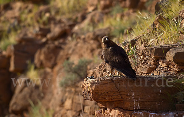 Steinadler (Aquila chrysaetos)