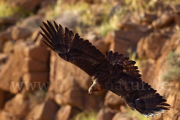 Steinadler (Aquila chrysaetos)