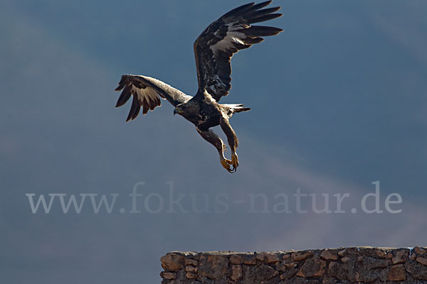 Steinadler (Aquila chrysaetos)