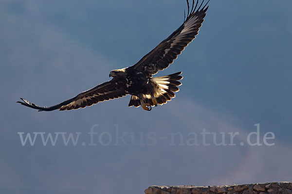 Steinadler (Aquila chrysaetos)