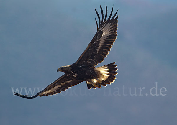 Steinadler (Aquila chrysaetos)