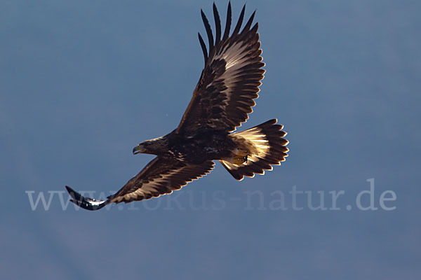 Steinadler (Aquila chrysaetos)