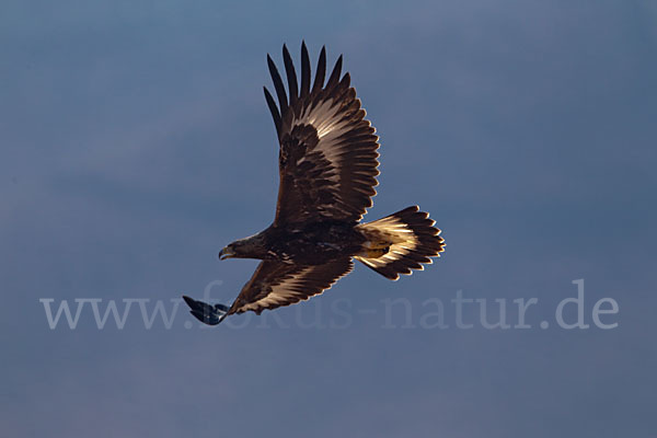 Steinadler (Aquila chrysaetos)