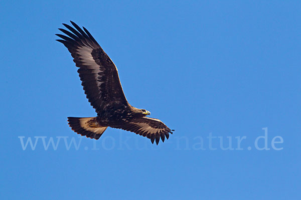 Steinadler (Aquila chrysaetos)