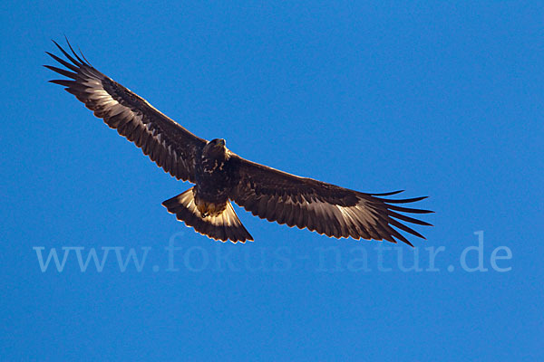 Steinadler (Aquila chrysaetos)