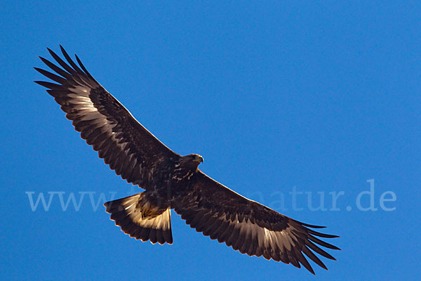 Steinadler (Aquila chrysaetos)