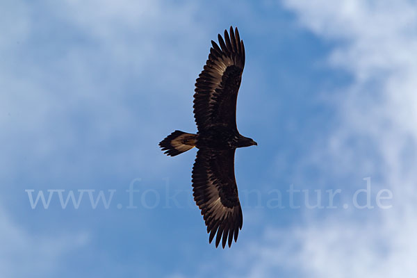 Steinadler (Aquila chrysaetos)