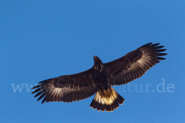 Steinadler (Aquila chrysaetos)