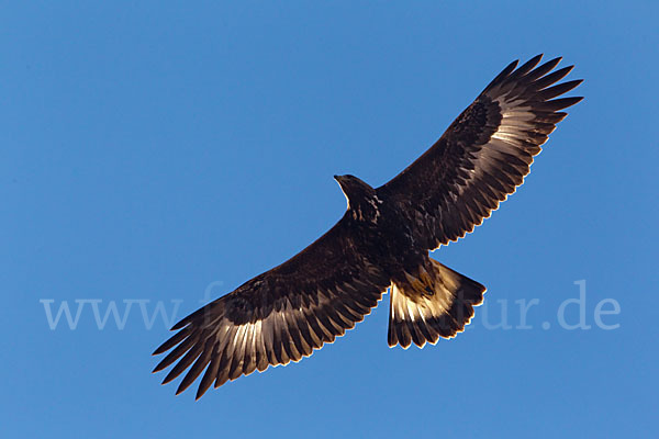 Steinadler (Aquila chrysaetos)