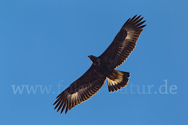 Steinadler (Aquila chrysaetos)