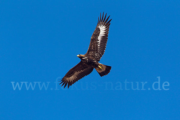 Steinadler (Aquila chrysaetos)