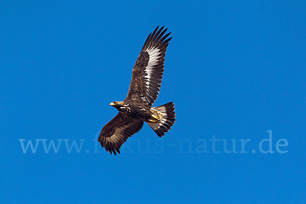 Steinadler (Aquila chrysaetos)