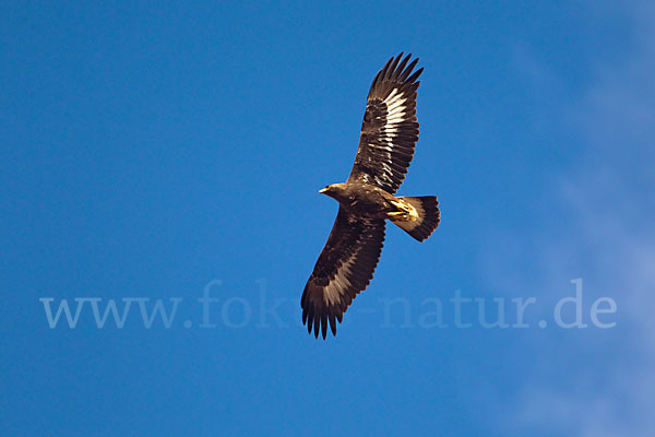 Steinadler (Aquila chrysaetos)