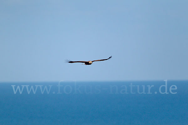 Steinadler (Aquila chrysaetos)