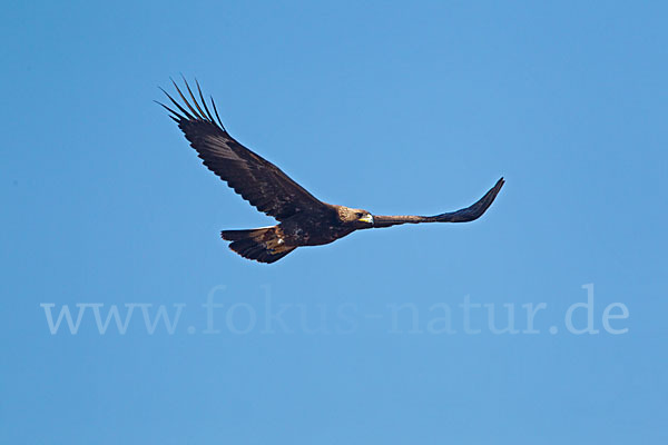 Steinadler (Aquila chrysaetos)