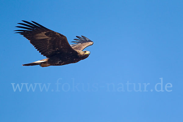 Steinadler (Aquila chrysaetos)