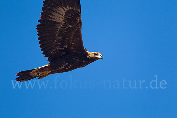 Steinadler (Aquila chrysaetos)