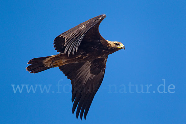 Steinadler (Aquila chrysaetos)