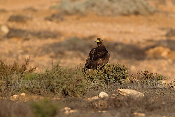 Steinadler (Aquila chrysaetos)