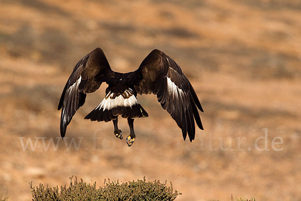 Steinadler (Aquila chrysaetos)