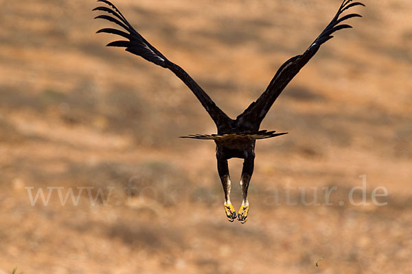 Steinadler (Aquila chrysaetos)