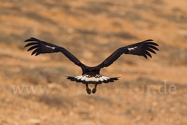 Steinadler (Aquila chrysaetos)