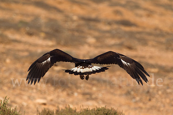 Steinadler (Aquila chrysaetos)