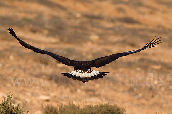 Steinadler (Aquila chrysaetos)