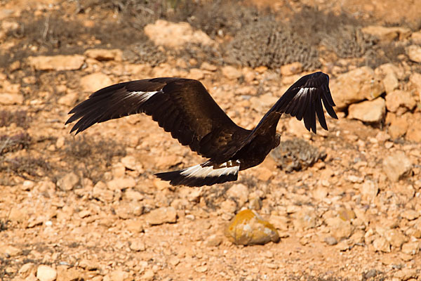 Steinadler (Aquila chrysaetos)