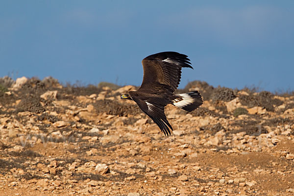 Steinadler (Aquila chrysaetos)