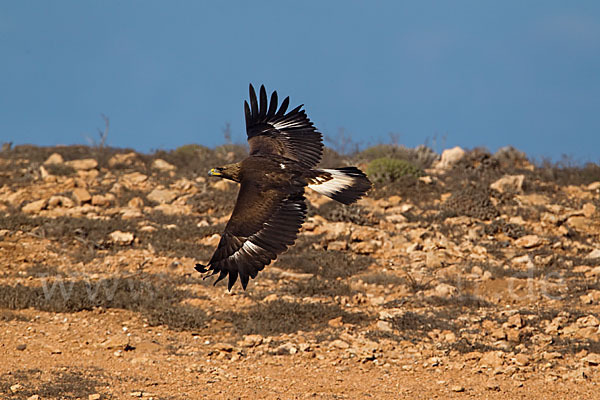 Steinadler (Aquila chrysaetos)