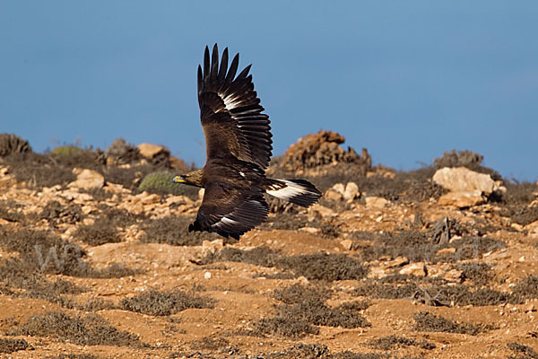 Steinadler (Aquila chrysaetos)